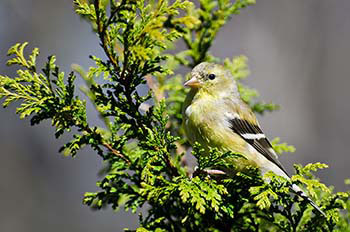 Woodland and Wildlife